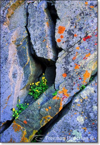 A Rocky Niche - By Freeman Patterson