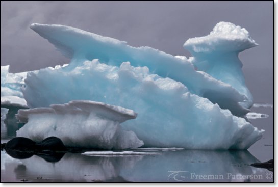 The Great Ice Bird - By Freeman Patterson