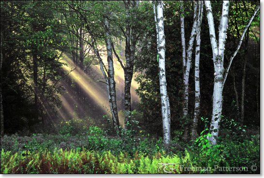 Light in the Forest - By Freeman Patterson