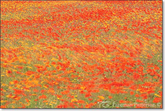 Meadow Dance - By Freeman Patterson