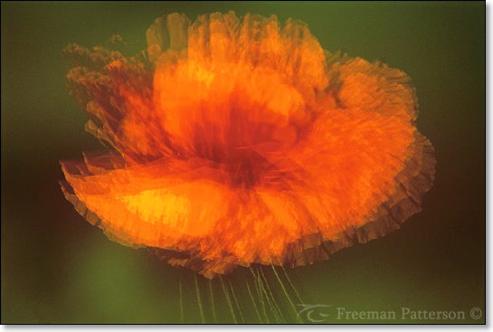 Opium Poppy - By Freeman Patterson