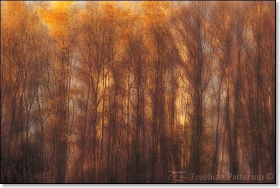 Autumn Forest - By Freeman Patterson
