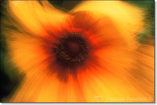 Rudbeckia in Breeze - By Freeman Patterson