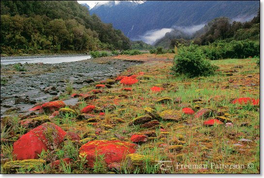 Lichens in the Valley - By Freeman Patterson