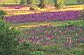 Lupins of the Field